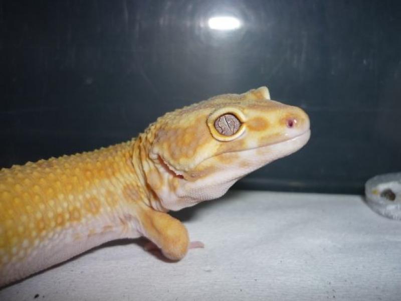  Gechi leopardini